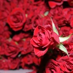 Босс Роз-ваш лучший выбор в доставке цветов в Петропавловск-Камчатский